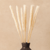 Ramo de Pampas - China Deals | LOi