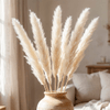 Ramo de Pampas - China Deals | LOi
